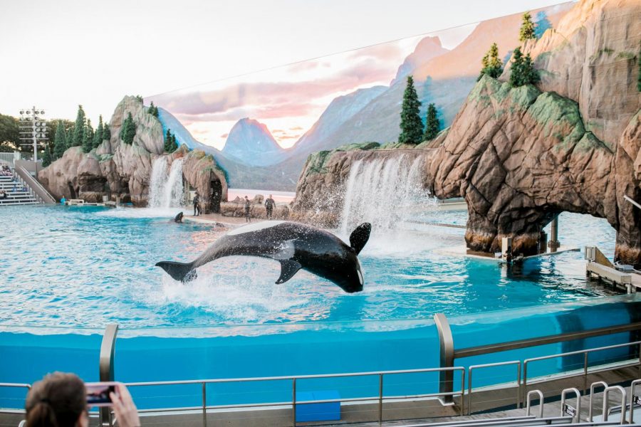 Blackfish Delivers Captivating Message About Animal Captivity, Just In Time For Quarantine